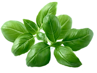 Basil