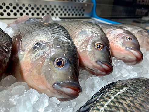 ecf_fisch_2.jpeg