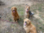 Three dogs in training sitting nicely while staying in place for their picture