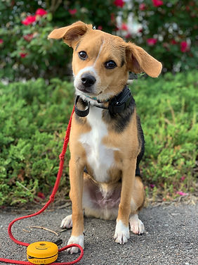 A dog in training sitting while wearing an ecollar 