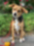 A dog in training sitting while wearing an ecollar 