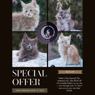 Solstice Cats Organizer Promotion Flyer Portrait (Instagram Post (45))