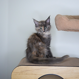 PARENTS: Gemini and Thor