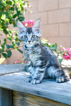 black silver classic tabby maine coon kitten outside