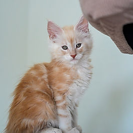 PARENTS: Gemini and Thor