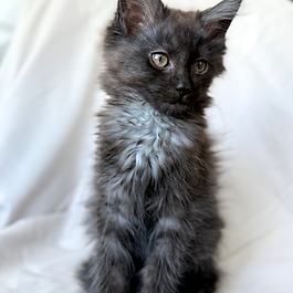 PARENTS: Gemini and Thor