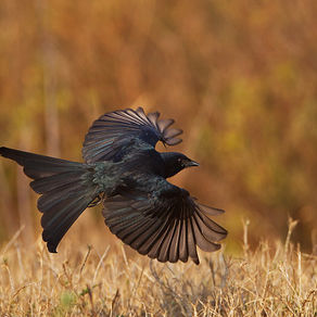 
The Dark Knight of Kabini!