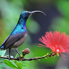 The Land of the Flying Sun