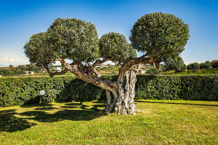 Albero secolare con chioma folta su prato verde, Villa dell'ulivo Alcamo, Sicilia Home Solutions.