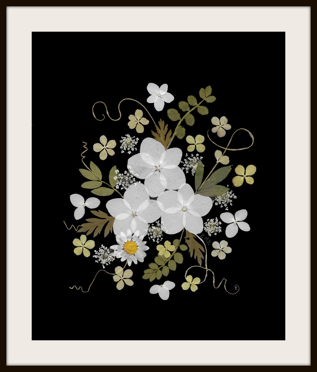 White Hydrangea on Black