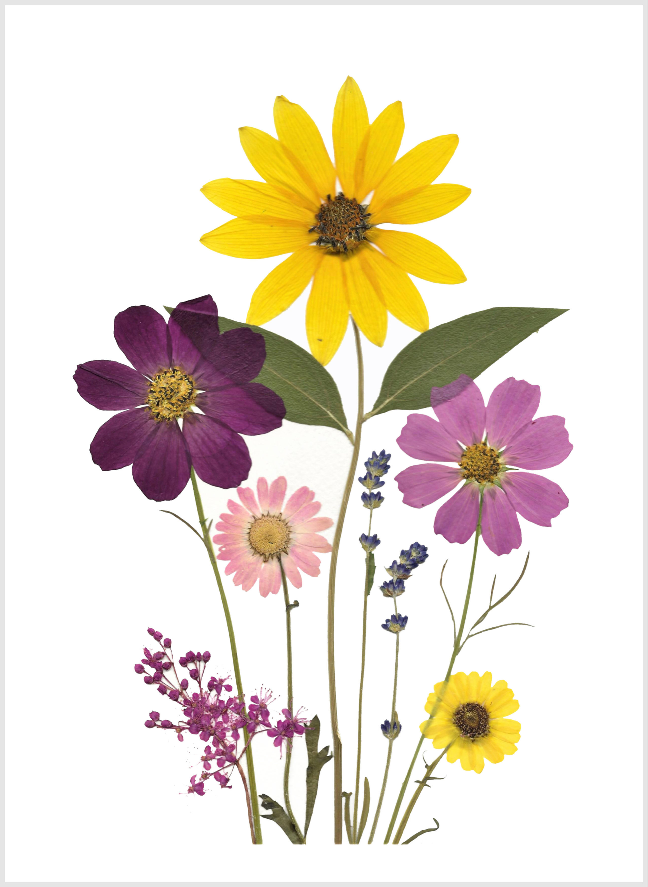 C55 - Tuesday's Piece