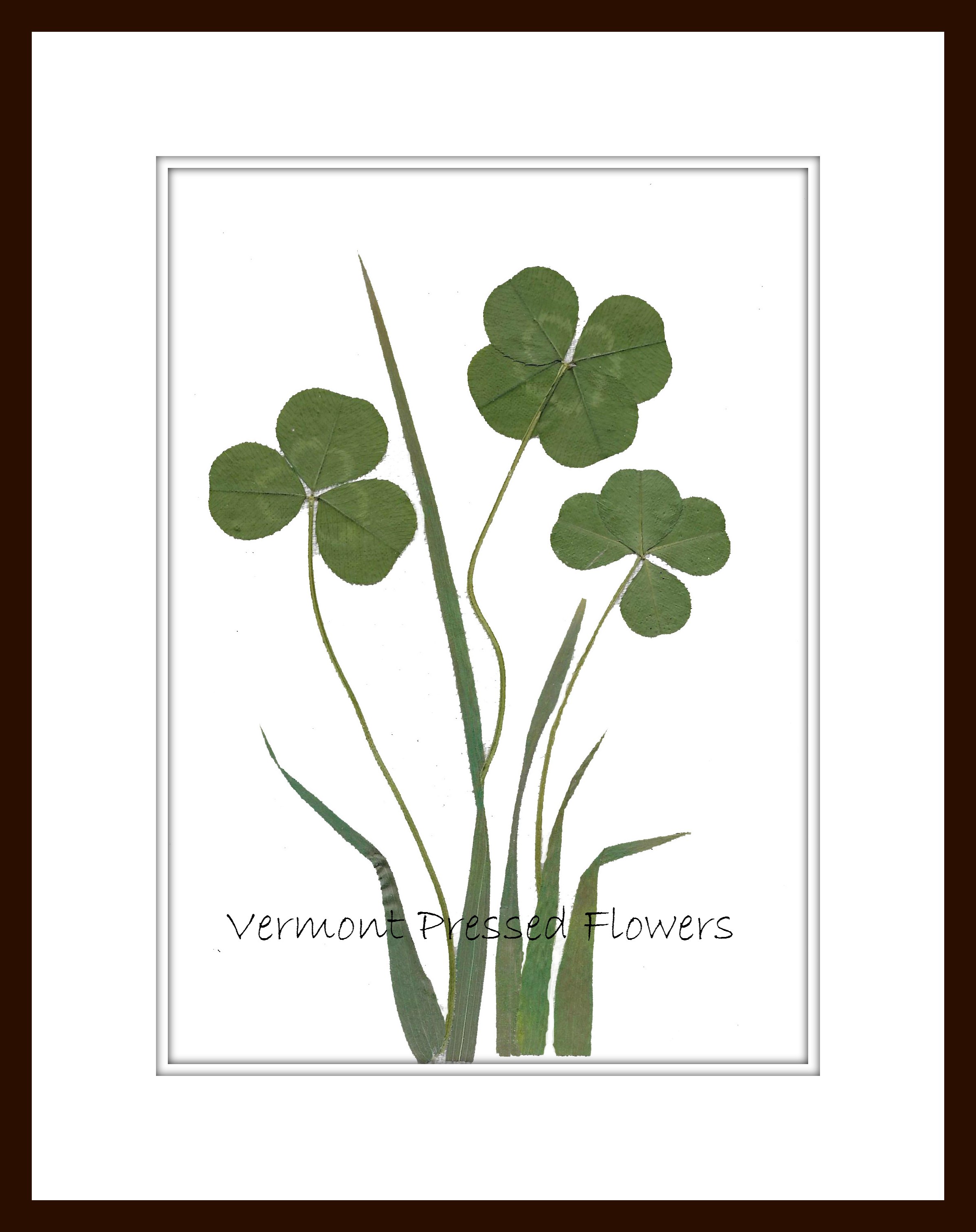 Four Leaf Clovers