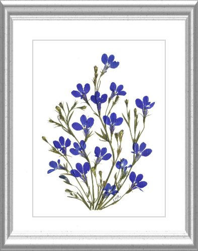 Blue Lobelia