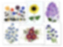 pressed flower notecards from vermont pressed flowers