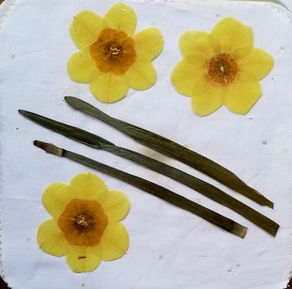 Why I Love to Press Daffodils