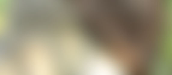 Around Town: The Santa Rosa Cemetery