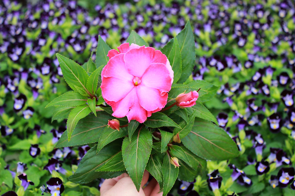 ANNUALS