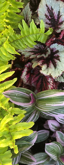 Houseplants, rex begonia, fern