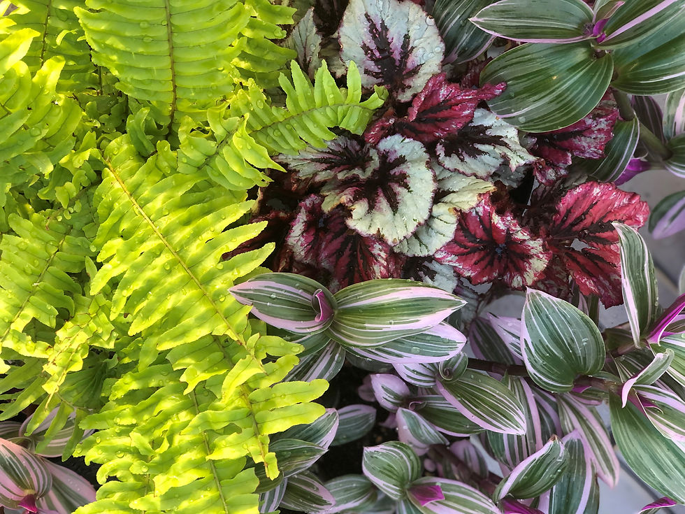 Houseplants 101