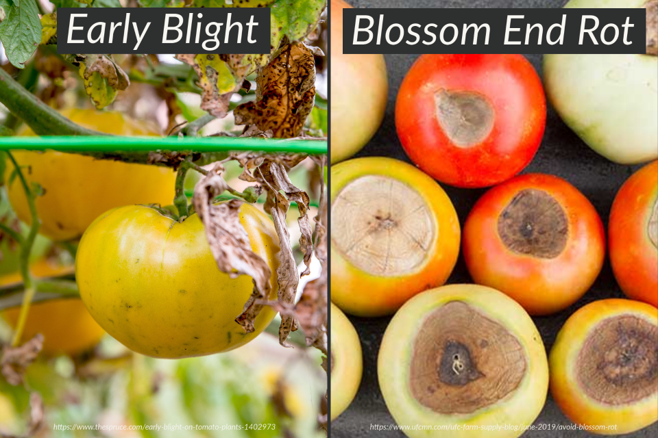 Blossom End Rot and Early Blight on Tomatoes