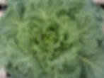 flowering kale