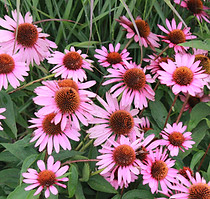 Echinacea, purple coneflower