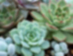 Succulent Saturdays: A Make and Take Event