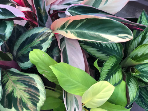 Houseplant Light Requirement Breakdown