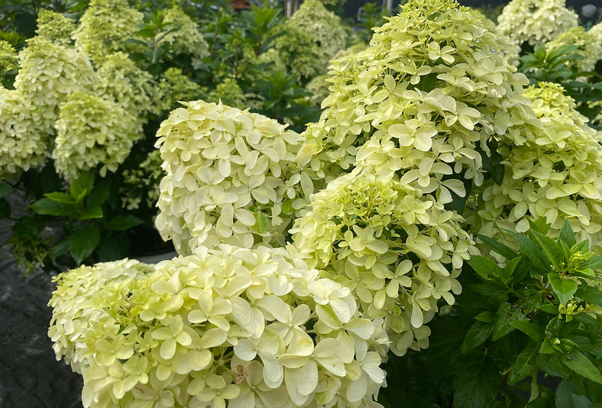 Pic8.jpg