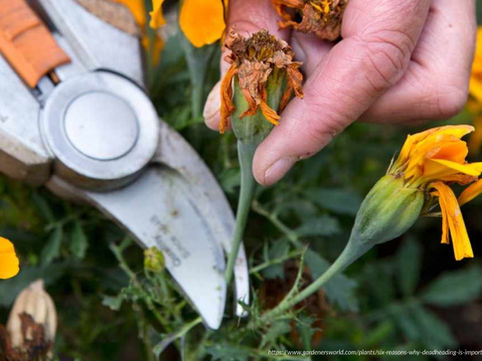 DEADHEADING: The RIGHT Way