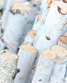 birch poles