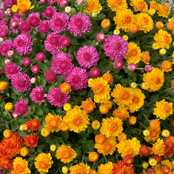Mum flowers