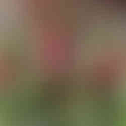 Spruce Tip Pot, Decorating, Winter, Christmas