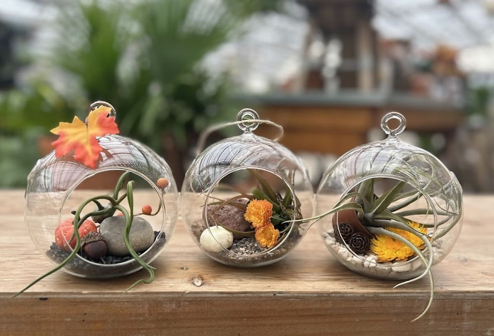MEA PLAN: Fall Air Plant Terrarium 