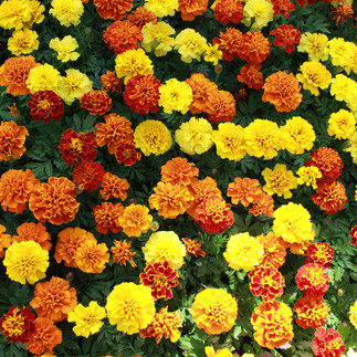 Marigold