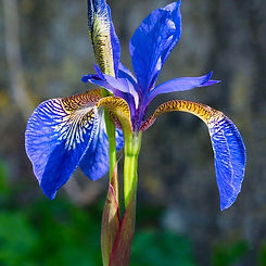 Iris.JPG