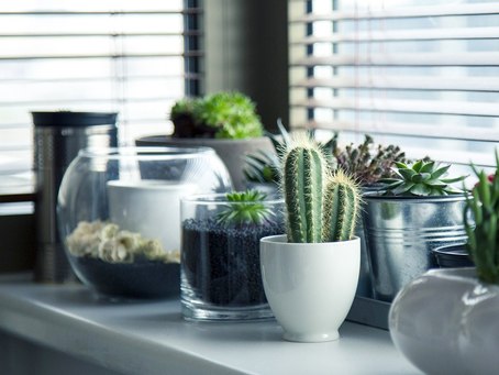 Bringing the Outdoors In: The Benefits of Indoor Plants for Your Home