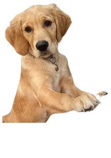 Untitled design (9).png