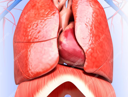 Pourquoi sommes-nous fatigués ? (3e partie)