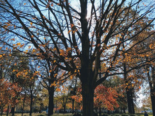 What is Dormant Pruning?