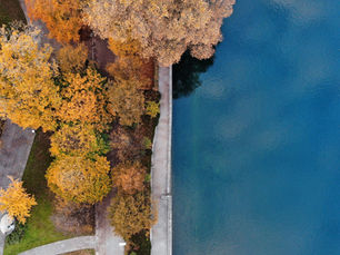 Should You Treat Tree Diseases in the Fall?