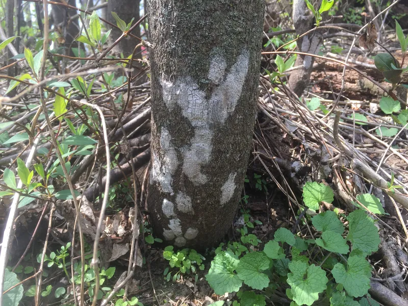 Spotted lanternfly eggs