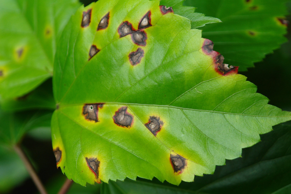 leaf spot