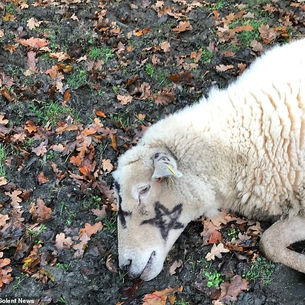 The Silence of the Sheep