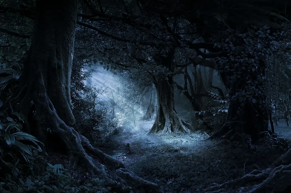 Forest.webp