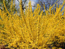 Horticulture: Woody Ornamental Part II