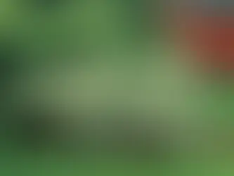 Horticulture: Woody Ornamental Plants