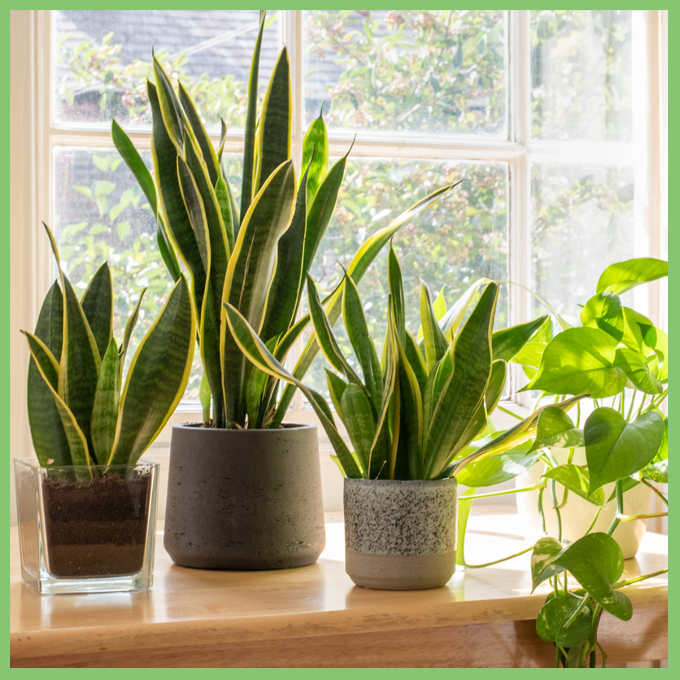 plant snake