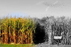 corn field colors.jpg