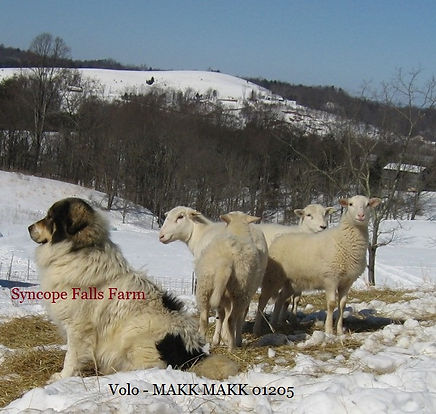 Karakachan standing watch over the goats